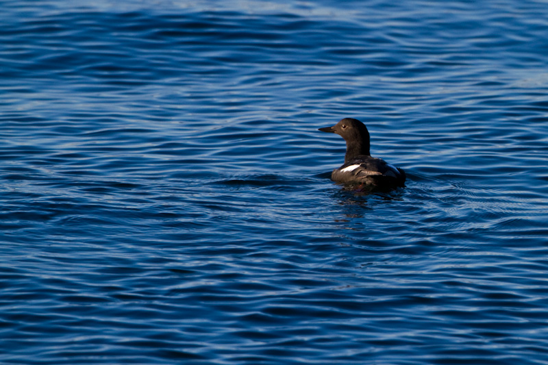 Pigeon Guillemot